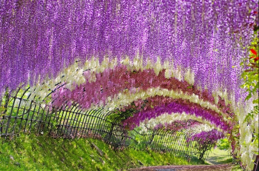 Beautiful as a fairy tale: fascinating wisteria tunnels in Japan Beautiful as a fairy tale: fascinating wisteria tunnels in Japan