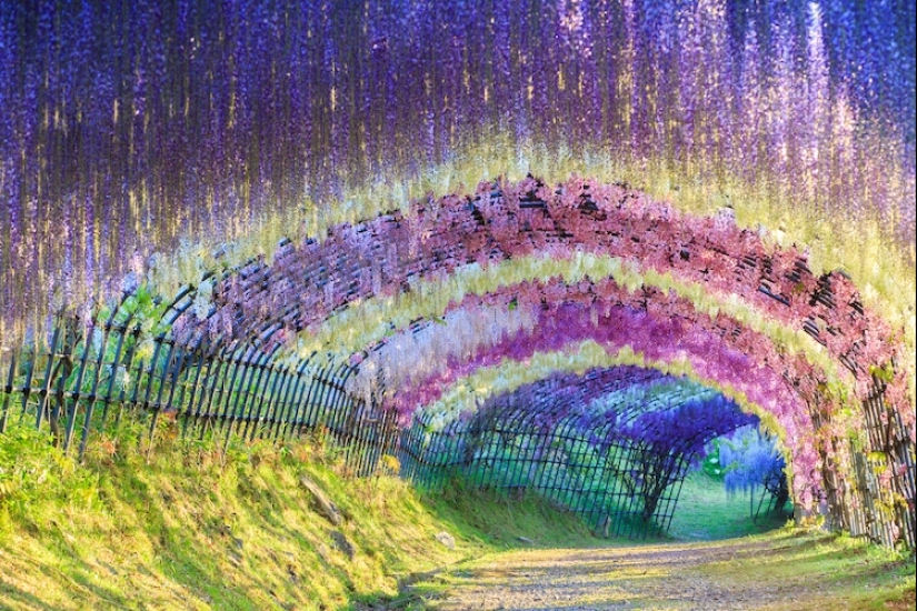 Beautiful as a fairy tale: fascinating wisteria tunnels in Japan Beautiful as a fairy tale: fascinating wisteria tunnels in Japan