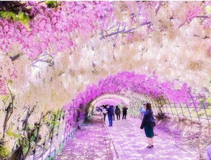 Beautiful as a fairy tale: fascinating wisteria tunnels in Japan Beautiful as a fairy tale: fascinating wisteria tunnels in Japan