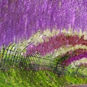 Beautiful as a fairy tale: fascinating wisteria tunnels in Japan Beautiful as a fairy tale: fascinating wisteria tunnels in Japan
