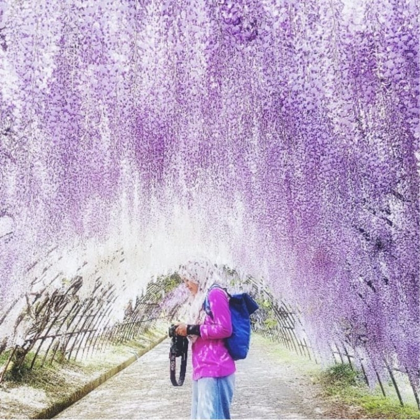 Beautiful as a fairy tale: fascinating wisteria tunnels in Japan Beautiful as a fairy tale: fascinating wisteria tunnels in Japan