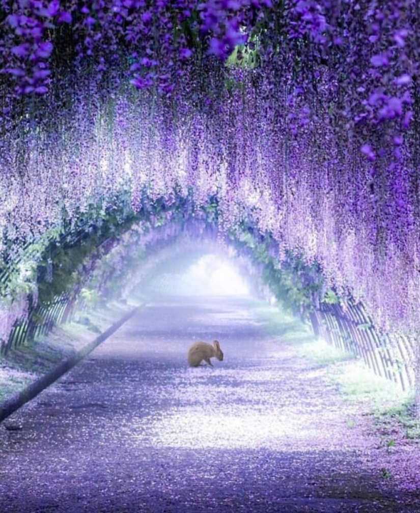 Beautiful as a fairy tale: fascinating wisteria tunnels in Japan Beautiful as a fairy tale: fascinating wisteria tunnels in Japan