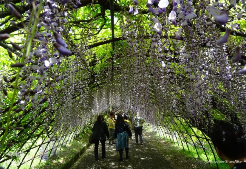 Beautiful as a fairy tale: fascinating wisteria tunnels in Japan Beautiful as a fairy tale: fascinating wisteria tunnels in Japan
