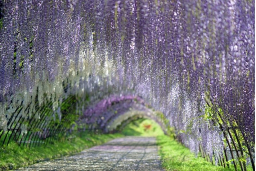 Beautiful as a fairy tale: fascinating wisteria tunnels in Japan Beautiful as a fairy tale: fascinating wisteria tunnels in Japan
