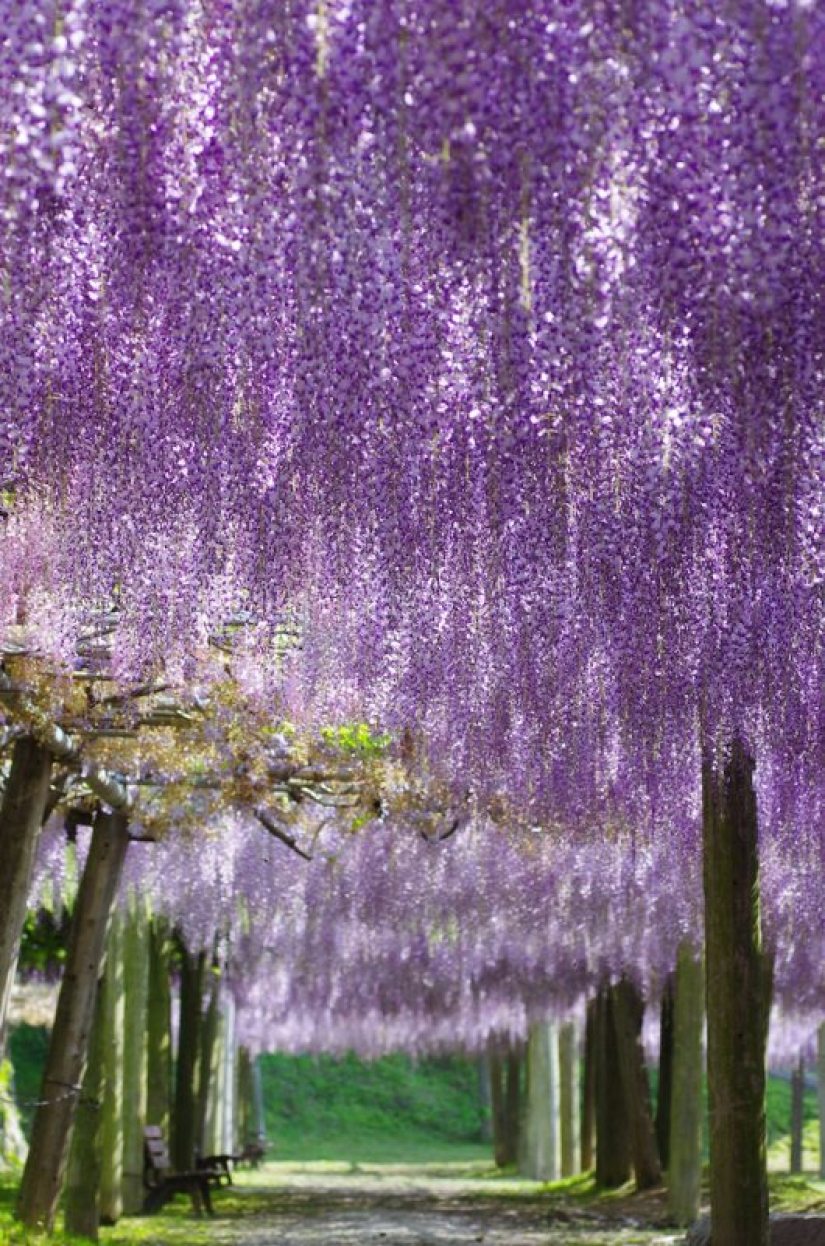 Beautiful as a fairy tale: fascinating wisteria tunnels in Japan Beautiful as a fairy tale: fascinating wisteria tunnels in Japan
