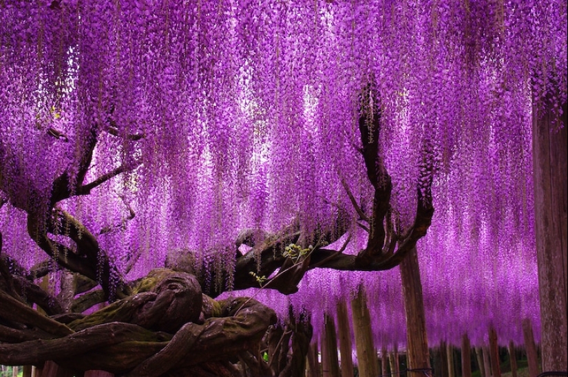 Beautiful as a fairy tale: fascinating wisteria tunnels in Japan Beautiful as a fairy tale: fascinating wisteria tunnels in Japan