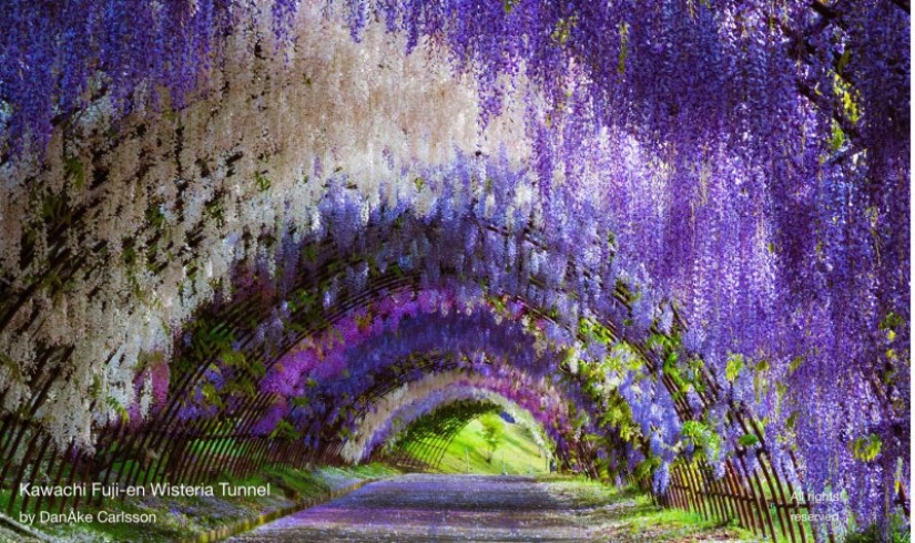 Beautiful as a fairy tale: fascinating wisteria tunnels in Japan Beautiful as a fairy tale: fascinating wisteria tunnels in Japan
