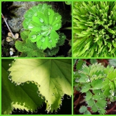 Beautiful drops — 12 examples of guttation Beautiful drops — 12 examples of guttation