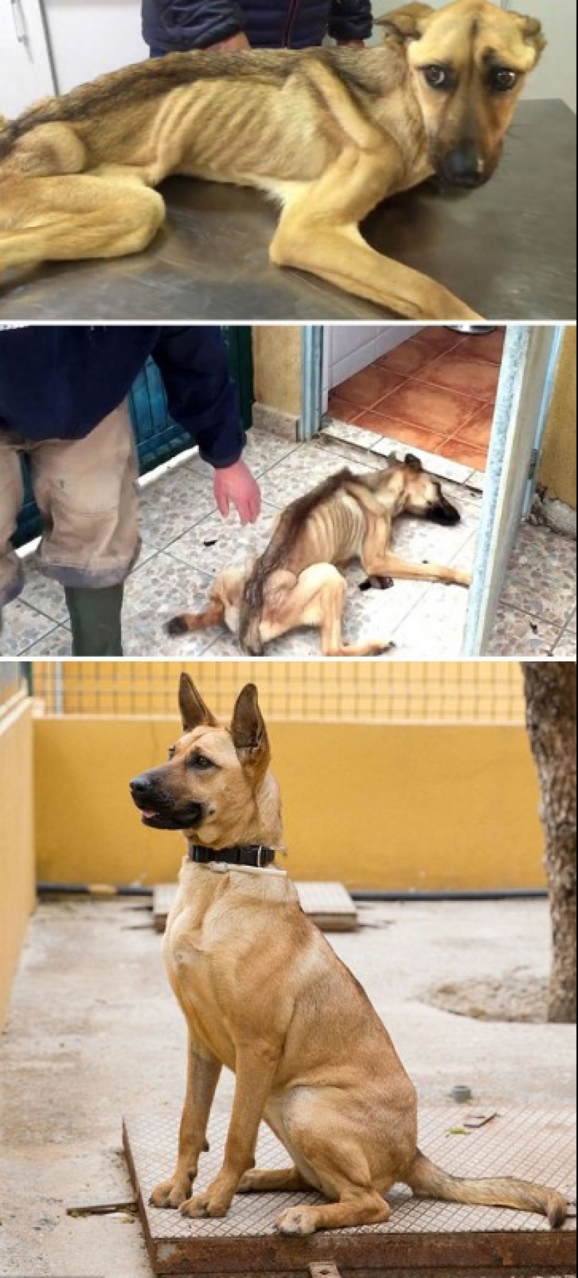 Before and after: a heartbreaking examples of the transformation of the dogs who found a loving home Before and after: a heartbreaking examples of the transformation of the dogs who found a loving home