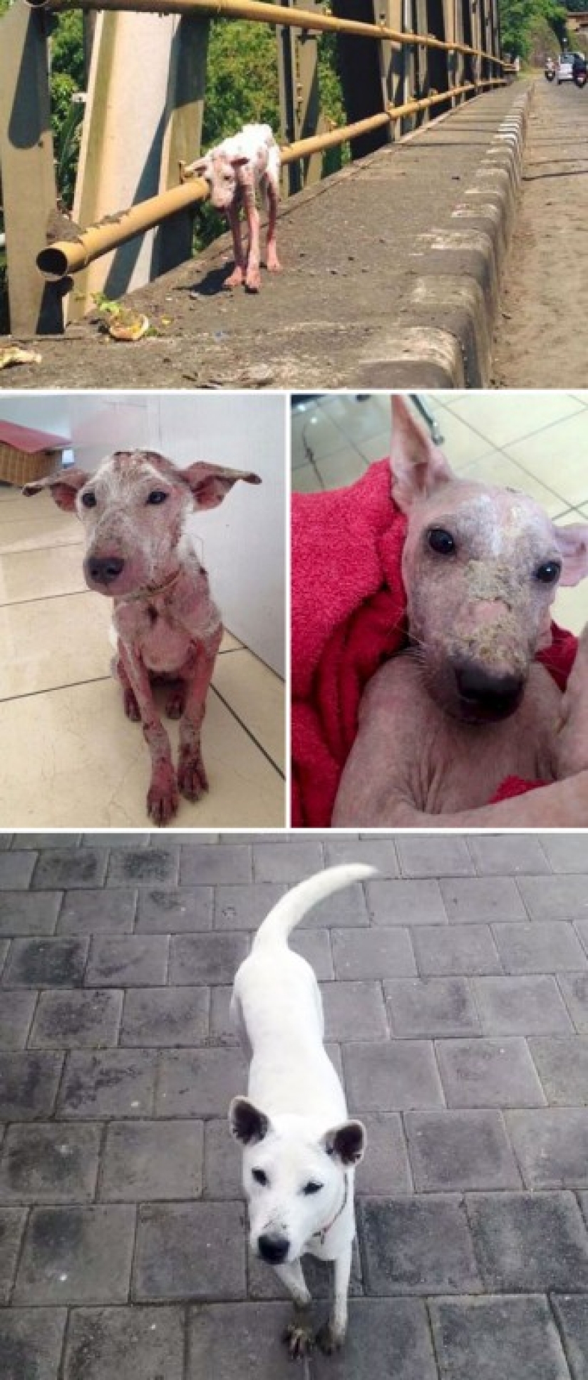 Before and after: a heartbreaking examples of the transformation of the dogs who found a loving home Before and after: a heartbreaking examples of the transformation of the dogs who found a loving home