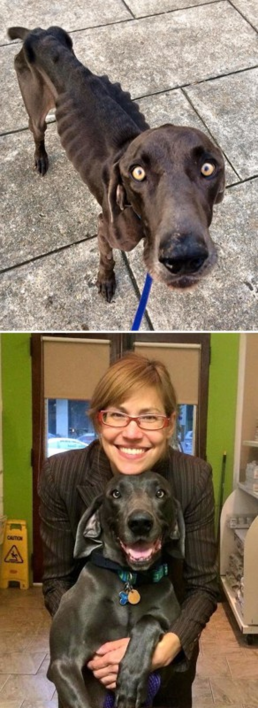 Before and after: a heartbreaking examples of the transformation of the dogs who found a loving home Before and after: a heartbreaking examples of the transformation of the dogs who found a loving home