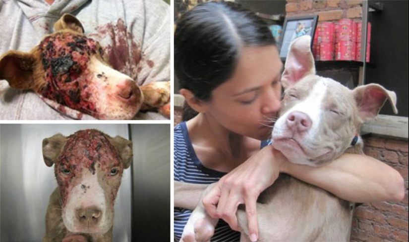 Before and after: a heartbreaking examples of the transformation of the dogs who found a loving home Before and after: a heartbreaking examples of the transformation of the dogs who found a loving home