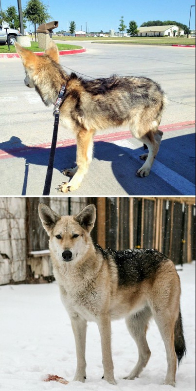 Before and after: a heartbreaking examples of the transformation of the dogs who found a loving home Before and after: a heartbreaking examples of the transformation of the dogs who found a loving home