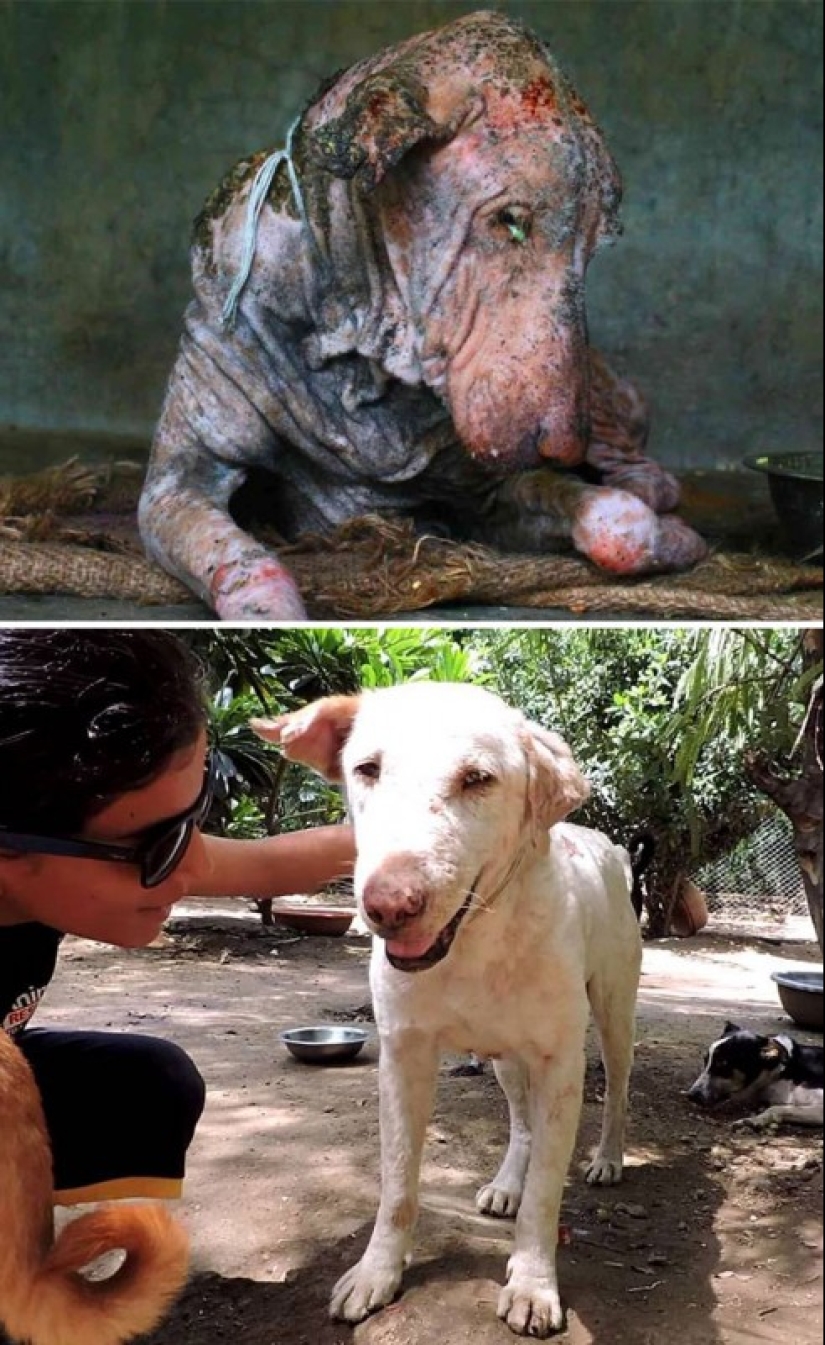 Before and after: a heartbreaking examples of the transformation of the dogs who found a loving home Before and after: a heartbreaking examples of the transformation of the dogs who found a loving home