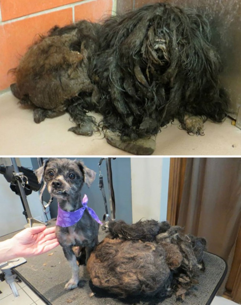 Before and after: a heartbreaking examples of the transformation of the dogs who found a loving home Before and after: a heartbreaking examples of the transformation of the dogs who found a loving home