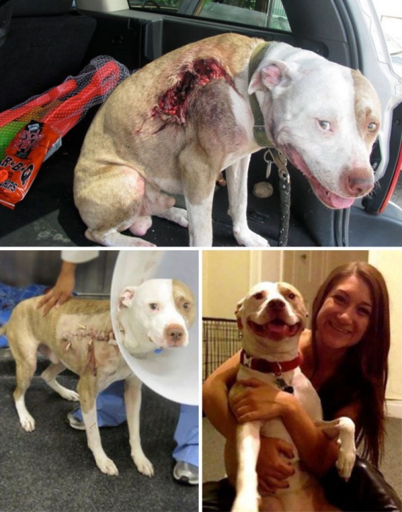 Before and after: a heartbreaking examples of the transformation of the dogs who found a loving home Before and after: a heartbreaking examples of the transformation of the dogs who found a loving home