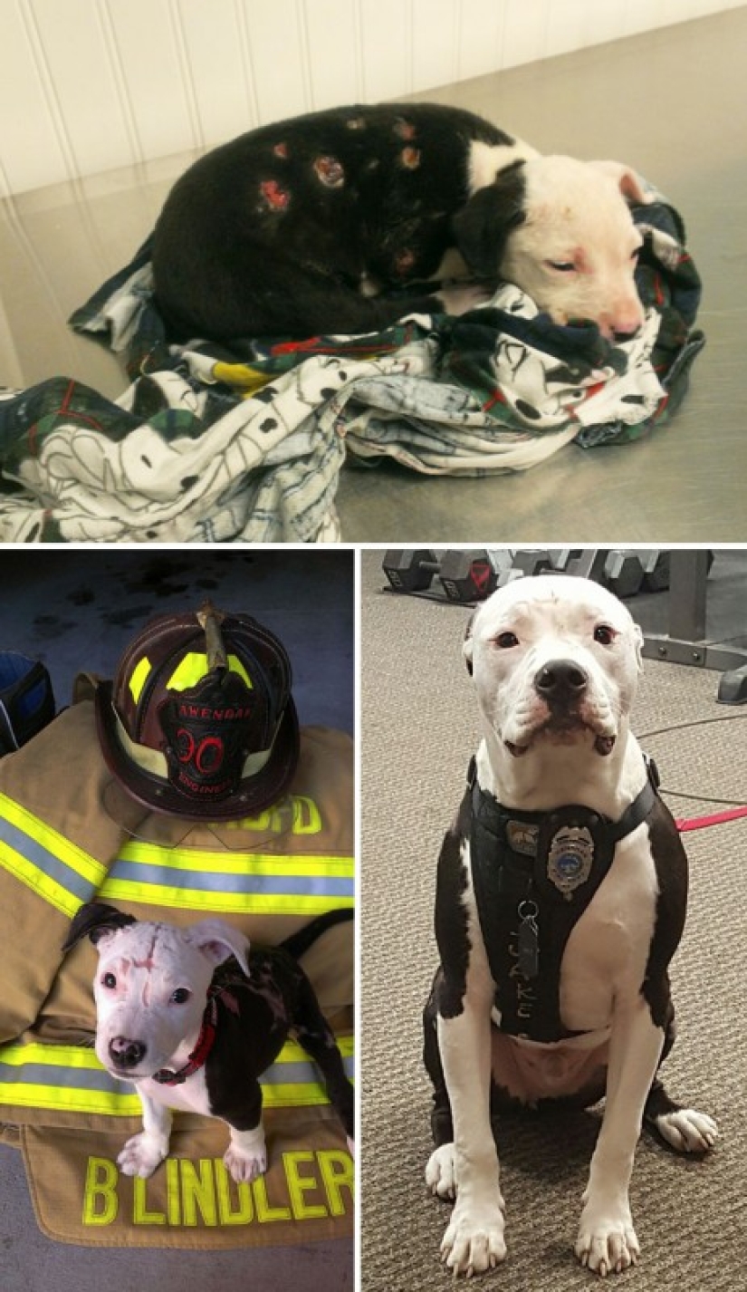 Before and after: a heartbreaking examples of the transformation of the dogs who found a loving home Before and after: a heartbreaking examples of the transformation of the dogs who found a loving home