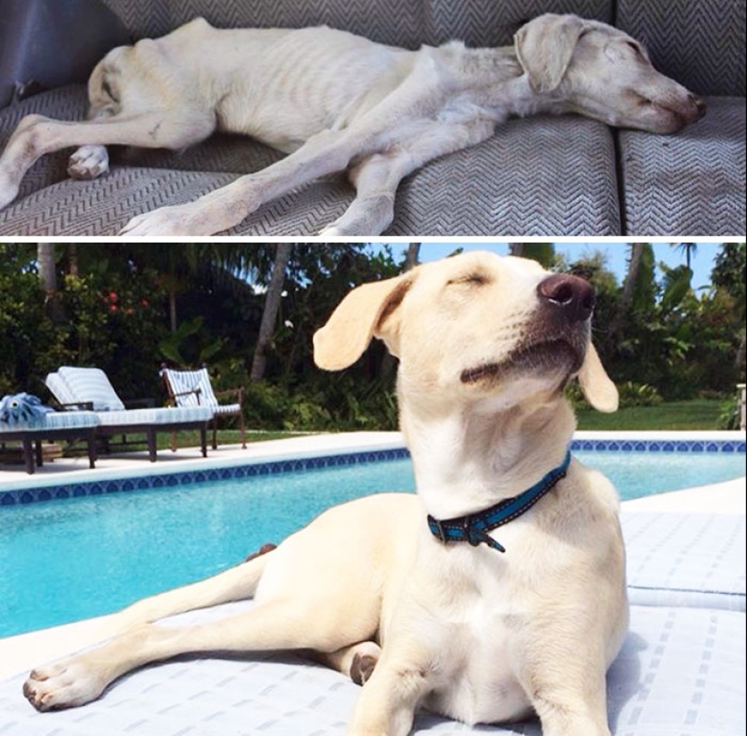 Before and after: a heartbreaking examples of the transformation of the dogs who found a loving home Before and after: a heartbreaking examples of the transformation of the dogs who found a loving home