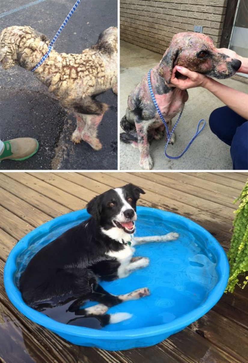 Before and after: a heartbreaking examples of the transformation of the dogs who found a loving home Before and after: a heartbreaking examples of the transformation of the dogs who found a loving home