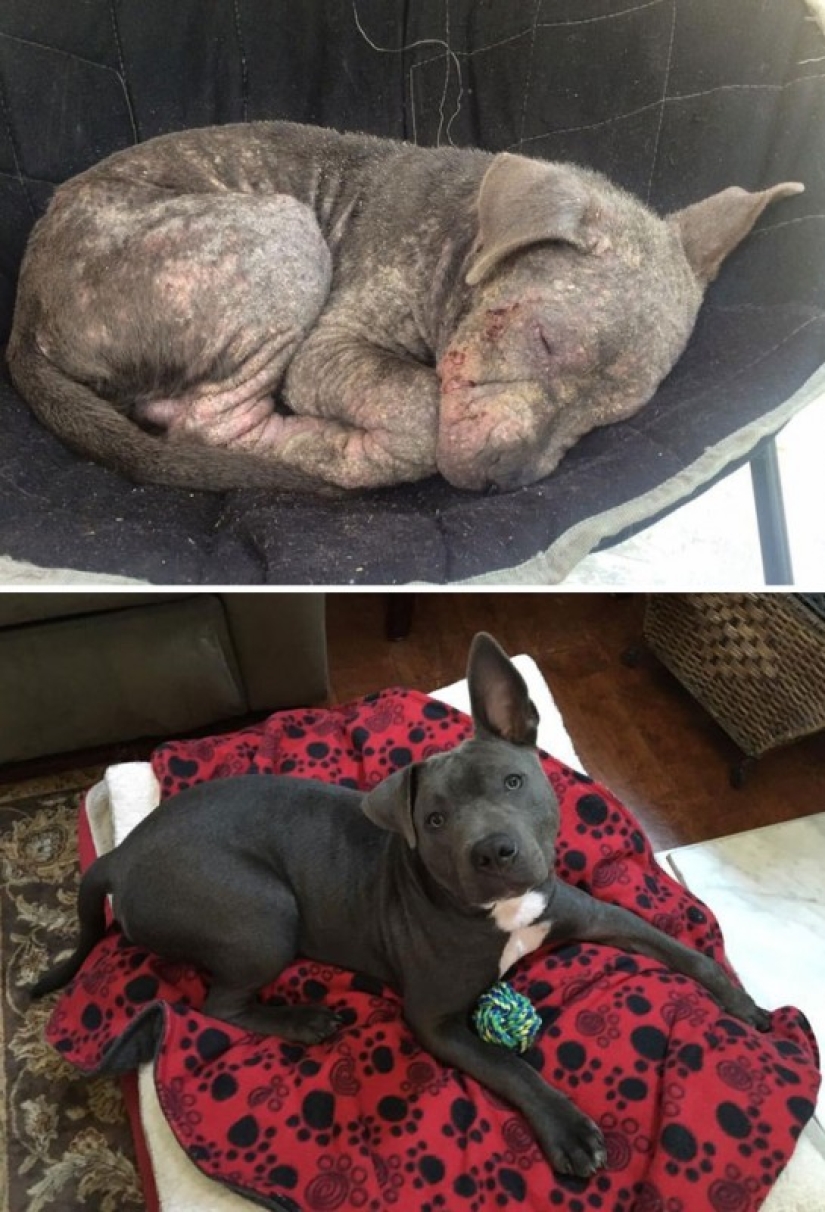 Before and after: a heartbreaking examples of the transformation of the dogs who found a loving home Before and after: a heartbreaking examples of the transformation of the dogs who found a loving home