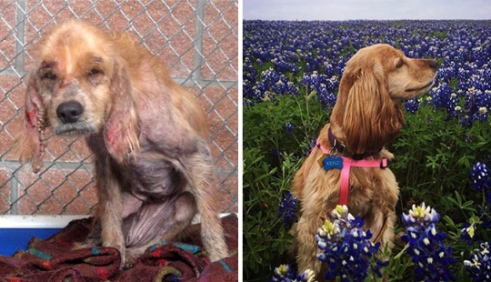 Before and after: a heartbreaking examples of the transformation of the dogs who found a loving home