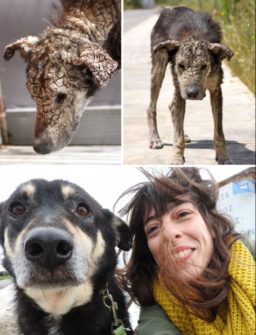 Before and after: a heartbreaking examples of the transformation of the dogs who found a loving home Before and after: a heartbreaking examples of the transformation of the dogs who found a loving home