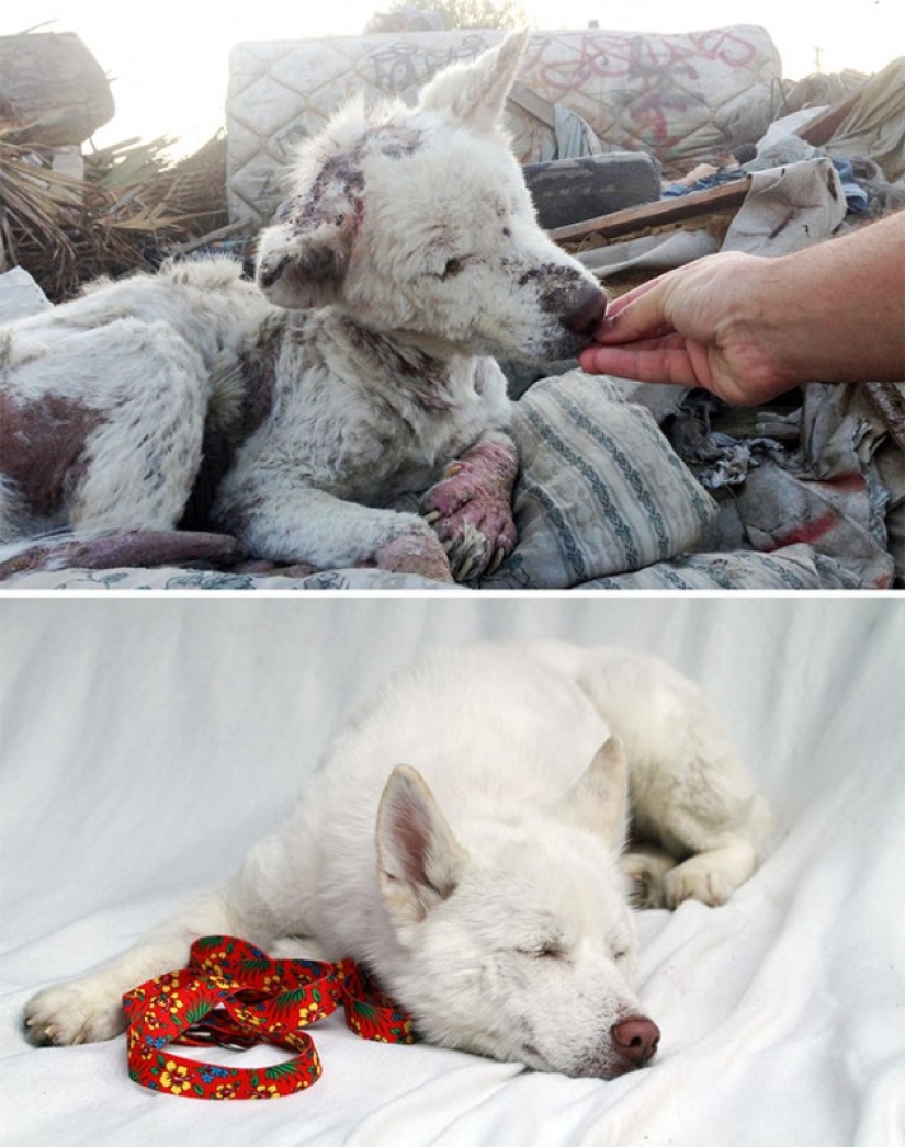 Before and after: a heartbreaking examples of the transformation of the dogs who found a loving home Before and after: a heartbreaking examples of the transformation of the dogs who found a loving home