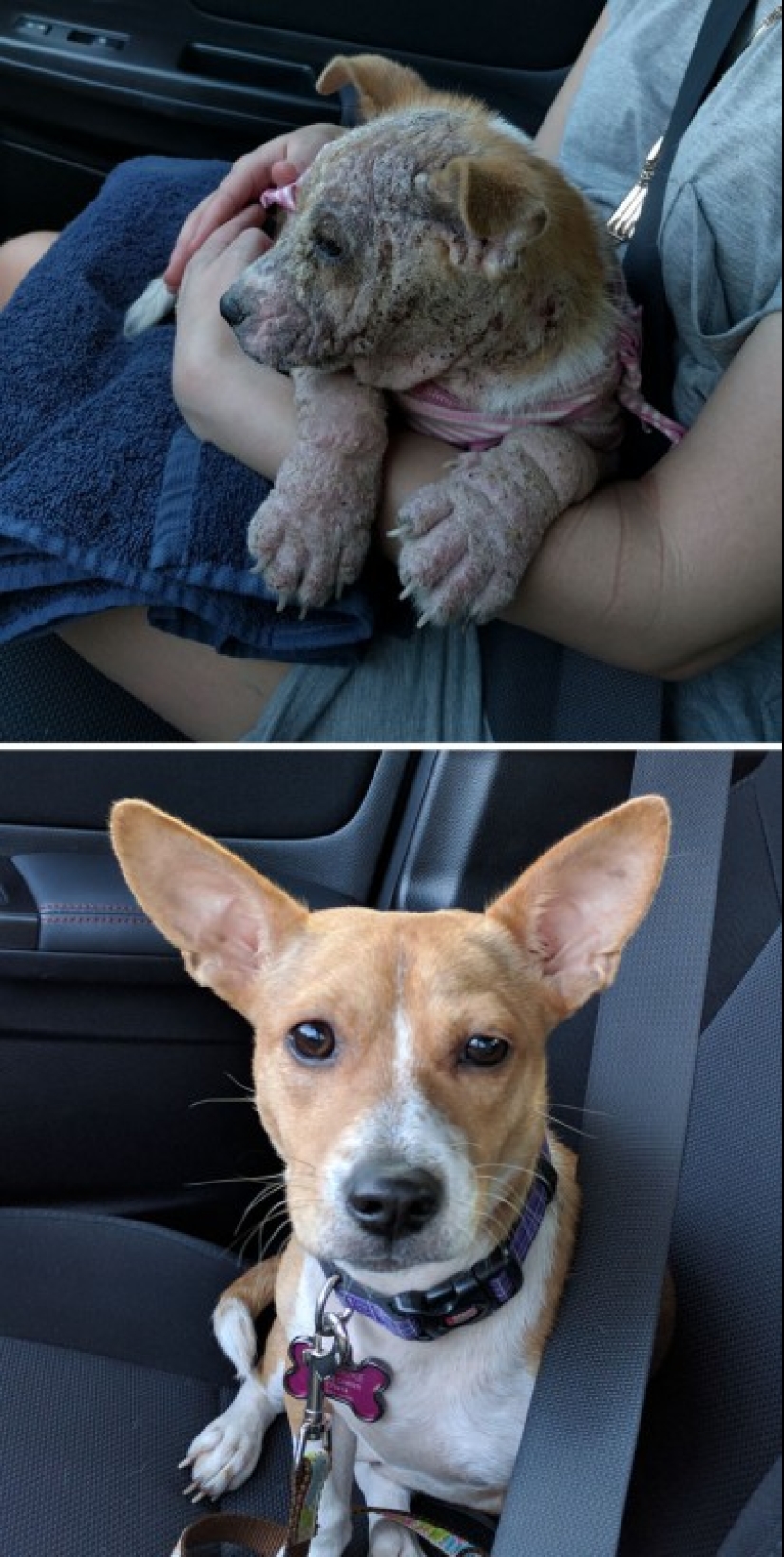 Before and after: a heartbreaking examples of the transformation of the dogs who found a loving home Before and after: a heartbreaking examples of the transformation of the dogs who found a loving home