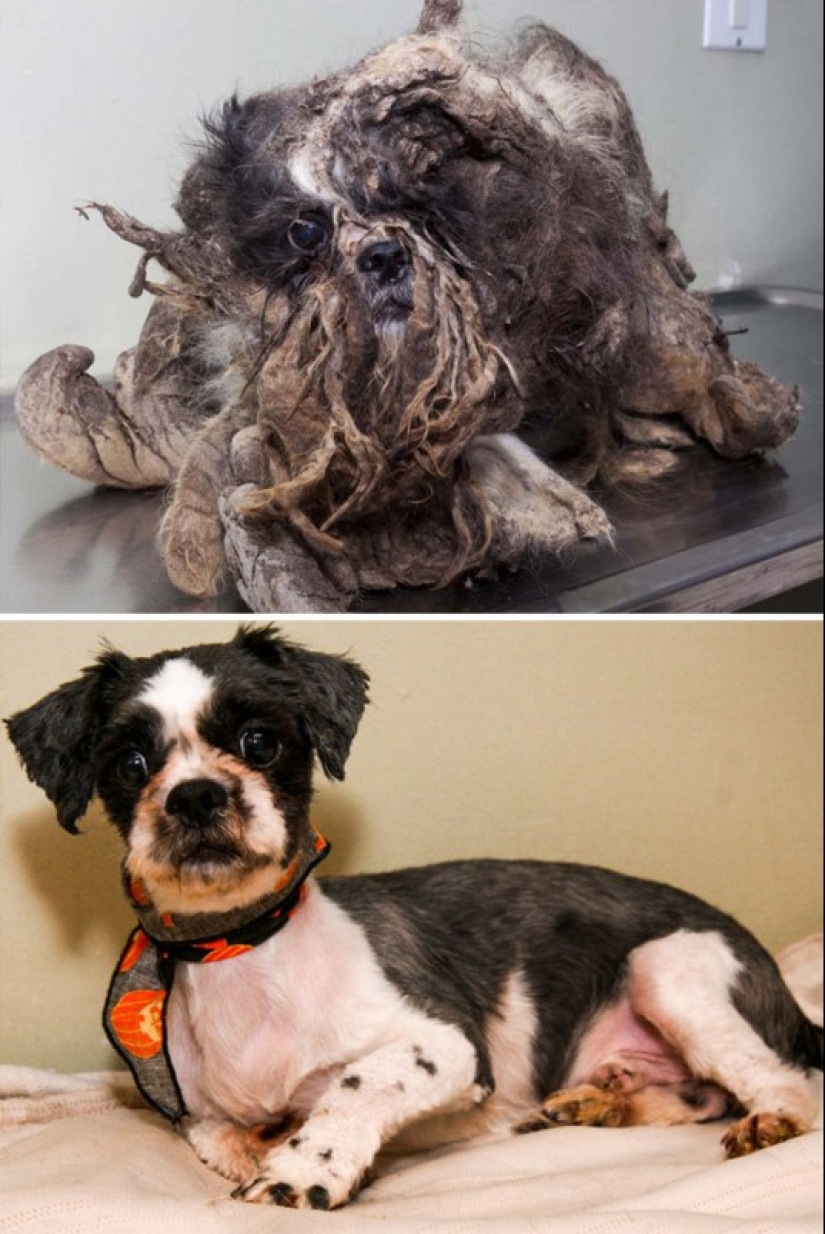 Before and after: a heartbreaking examples of the transformation of the dogs who found a loving home Before and after: a heartbreaking examples of the transformation of the dogs who found a loving home