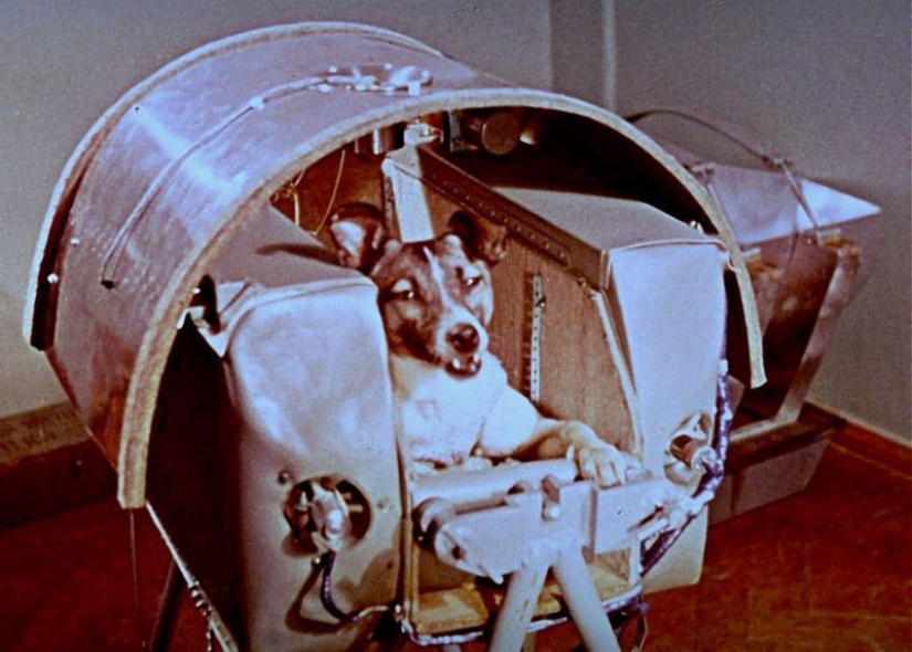 Belka, Strelka and the furry team: the story of the conquest of space by animals Belka, Strelka and the furry team: the story of the conquest of space by animals