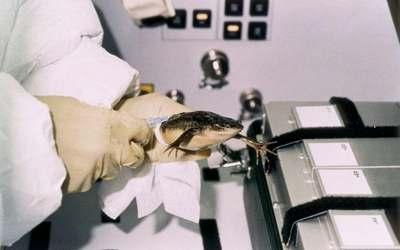 Belka, Strelka and the furry team: the story of the conquest of space by animals Belka, Strelka and the furry team: the story of the conquest of space by animals