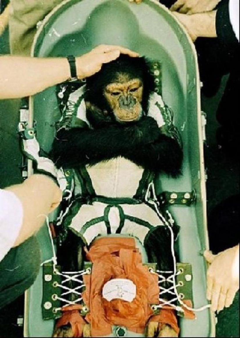 Belka, Strelka and the furry team: the story of the conquest of space by animals Belka, Strelka and the furry team: the story of the conquest of space by animals