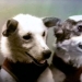 Belka, Strelka and the furry team: the story of the conquest of space by animals Belka, Strelka and the furry team: the story of the conquest of space by animals