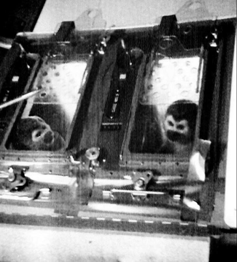 Belka, Strelka and the furry team: the story of the conquest of space by animals Belka, Strelka and the furry team: the story of the conquest of space by animals