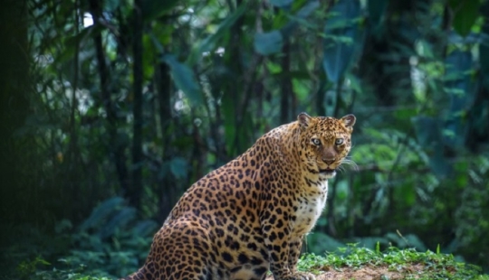 Belly house: the endless sweetness of pregnant animals Belly house: the endless sweetness of pregnant animals