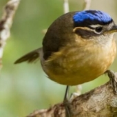 Blue-headed ifrit: a small bird that kills with a touch Blue-headed ifrit: a small bird that kills with a touch