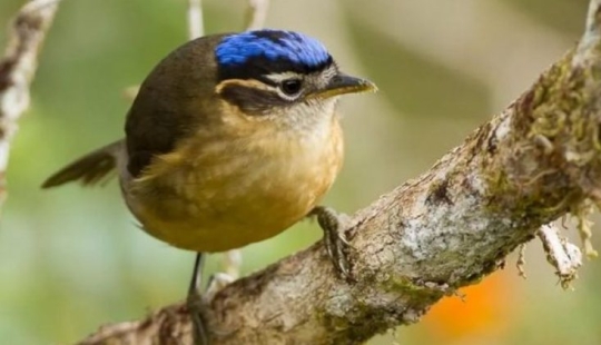 Blue-headed ifrit: a small bird that kills with a touch