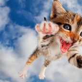 Bouncy Kittens That Will Cheer Anyone Up Bouncy Kittens That Will Cheer Anyone Up