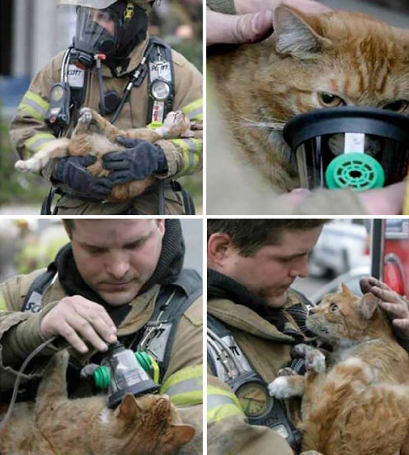 Brave firefighters who risked their lives to save animals