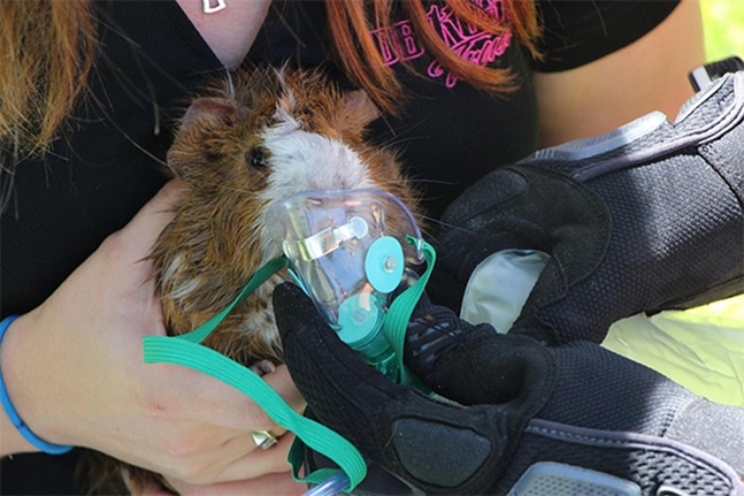 Brave firefighters who risked their lives to save animals