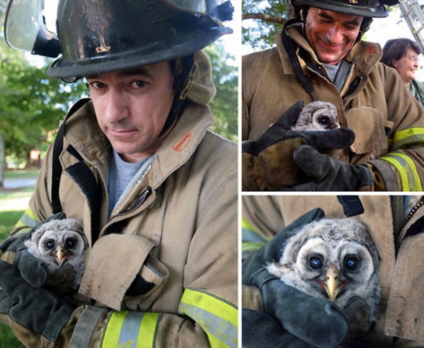 Brave firefighters who risked their lives to save animals