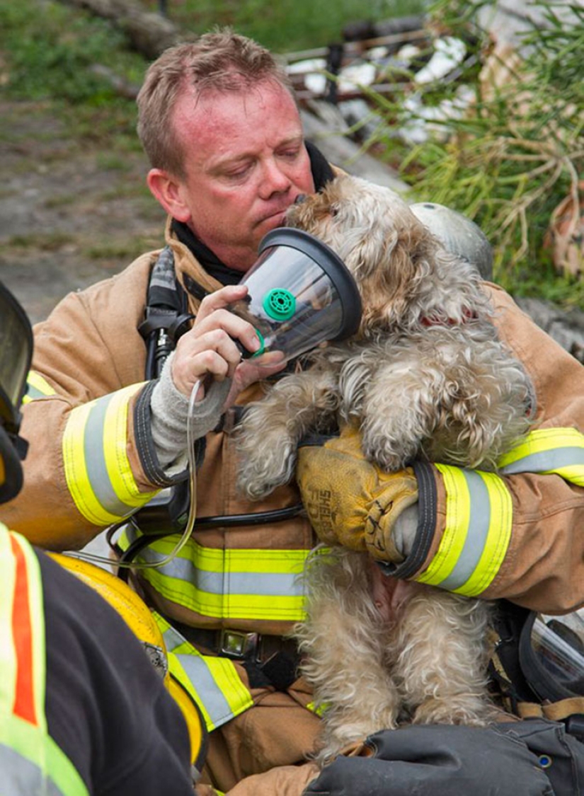 Brave firefighters who risked their lives to save animals