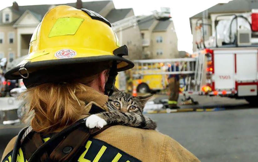 Brave firefighters who risked their lives to save animals