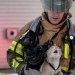 Brave firefighters who risked their lives to save animals Brave firefighters who risked their lives to save animals
