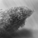 Buceo con tiburones y otras maravillas de la "Reino Submarino" Buceo con tiburones y otras maravillas de la "Reino Submarino"