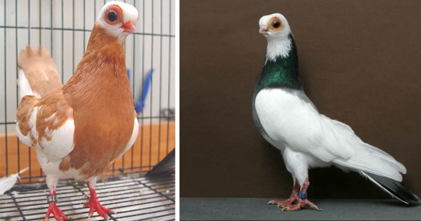 Budapest Short-billed Turman – creepy pigeon, pug of the bird world