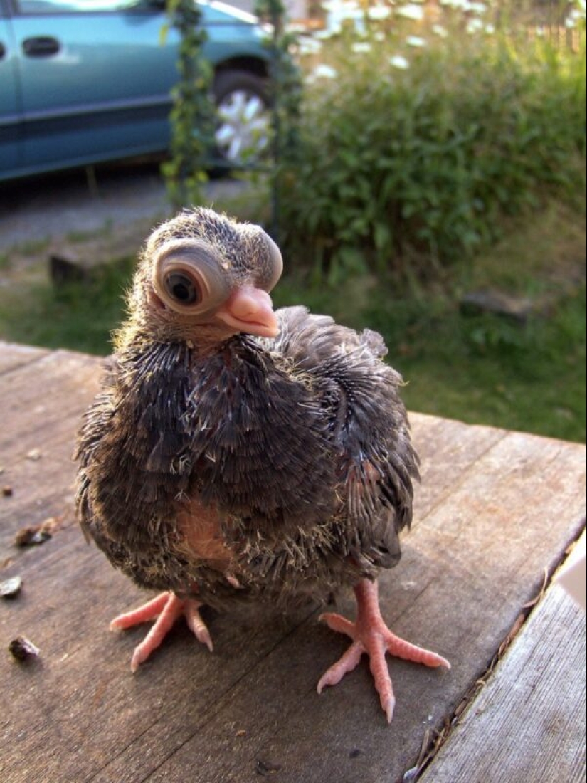 Budapest Short-billed Turman – creepy pigeon, pug of the bird world