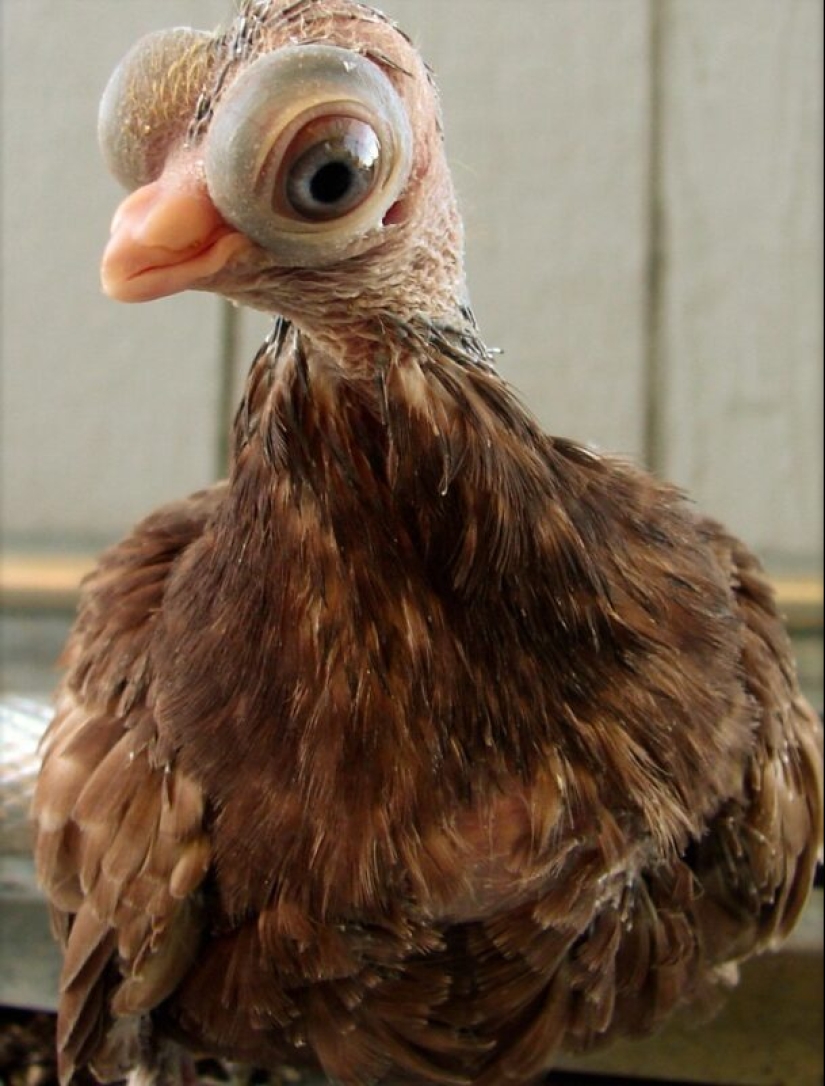 Budapest Short-billed Turman – creepy pigeon, pug of the bird world