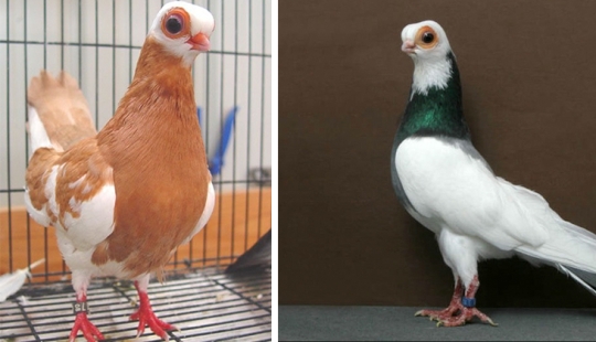 Budapest Short-billed Turman – creepy pigeon, pug of the bird world Budapest Short-billed Turman – creepy pigeon, pug of the bird world