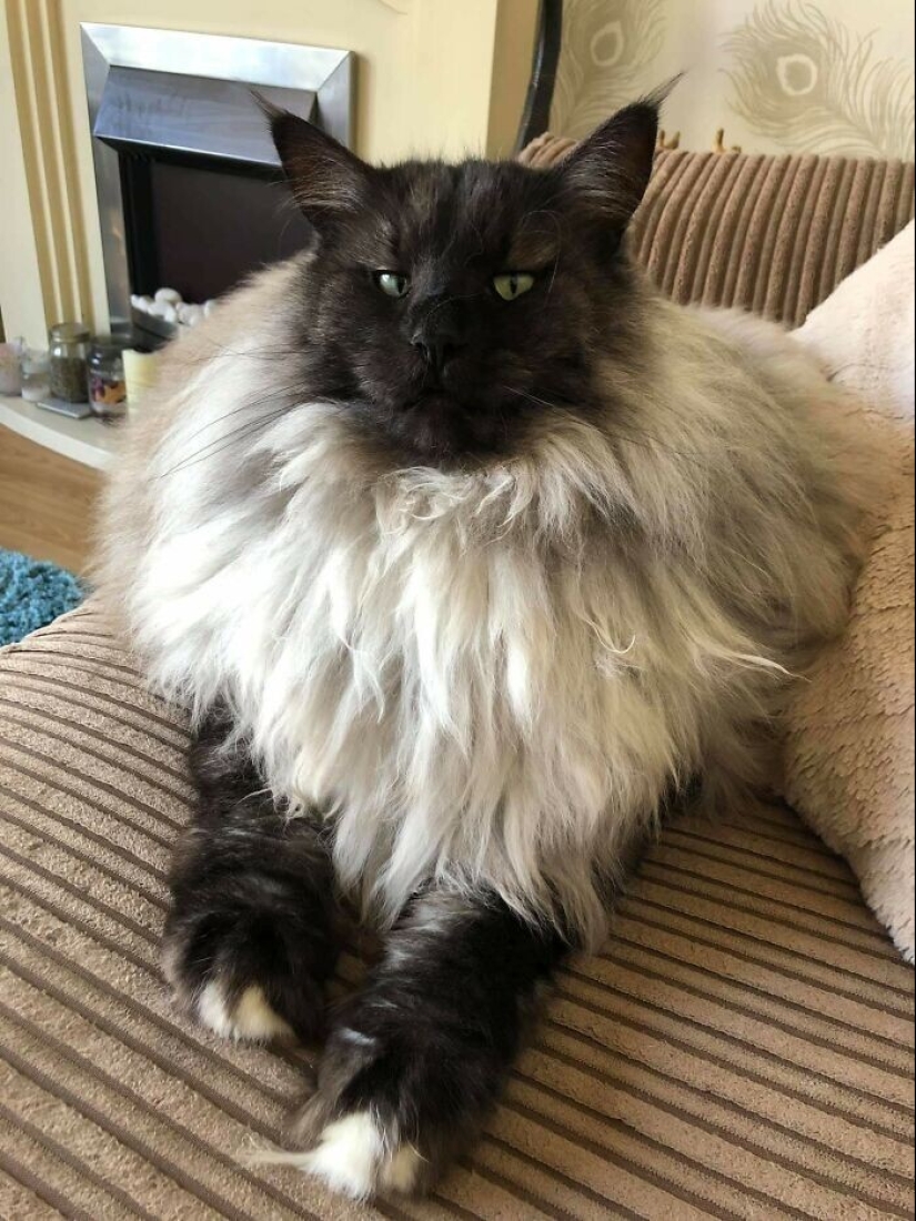 Bueno, ¡qué increíble! 35 gigantes de nuestro mundo